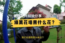 绿篱花墙用什么花卉视频封面