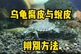 如何分辨龟是蜕皮还是腐皮？详细辨别方法来了，不用再去问别人了