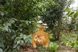 震惊，云南一山里发现一只小老虎🐅。视频封面