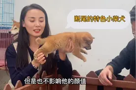 刚出生就是断尾的小柴犬，虽然断尾，但是颜值非常好看