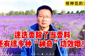 “神奇”的迷迭香，增强记忆、治头疼、防脱发等功效惊人！视频封面