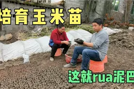 泥坨培育玉米苗，一天只能捏1000多个，还从早忙到晚上农民太难了视频封面
