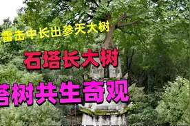 石塔被雷击中，长出一棵参天大树，成了塔树共生的奇观视频封面