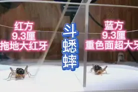 斗蟋蟀，两条罕见的超大个蛐蛐，拖地大红牙，咬在一起分不开视频封面