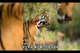 周公解梦之梦见老虎视频封面