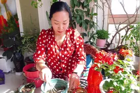 吊竹梅见土就能成活，这样扦插，生长旺盛！视频封面