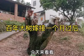 百年大树嫁接一个月过后视频封面