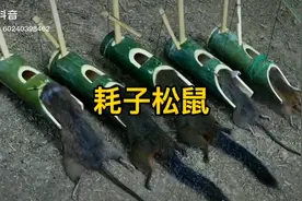 竹筒捕鼠器。视频封面