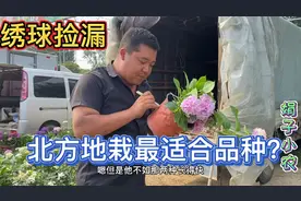 大集娟子捡漏品种绣球花，越晒越漂亮，北方地栽最好的品种视频封面