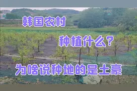实拍真实的韩国农村种植地，韩国人都种植什么最赚钱呢?视频封面