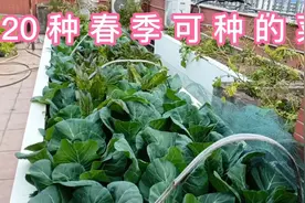春季来了，看看能种哪些蔬菜？这20种瓜果蔬菜很适合春种视频封面
