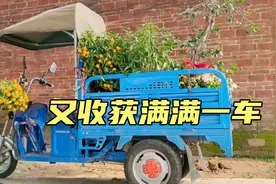 第一次捡漏大盆栽，从环卫车上救出一棵杜鹃花，收获满满一车视频封面