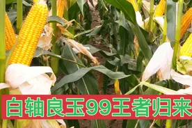 白轴良玉99重棒来袭王者荣耀，更抗倒更抗锈病更高产，亩产2200斤视频封面