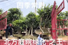北方高端庭院“绿化之王”，万绿丛中一串红，养在院子里超喜庆视频封面