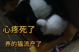 养的猫还没到时间忽然要生了？铲屎官还没准备好，怎么办？视频封面