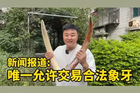 如今唯一合法允许交易的猛犸象牙，新闻公开表示：可以私人买卖！视频封面