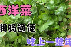 阳台上种上一盆西洋菜，这样采摘，施肥，能够吃上一整年，太划算视频封面