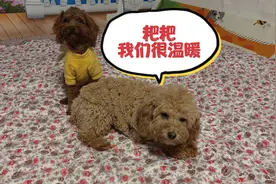 主人给流浪狗做了新被子，狗狗们开心的像孩子，画面暖心看哭了！视频封面