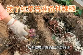 种辣椒埋3种底肥，肥力足，辣椒多的吃不完视频封面