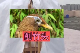 爱将削竹头来了，我一定好好对他，是将是菜，三个月后揭晓视频封面