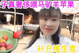 女子家里养了很多动物，堪称农村动物园，奢侈到喂苹果补充维生素视频封面