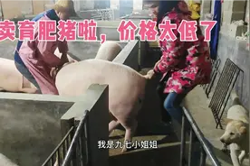 猪价下跌，春节猪价给9块钱一斤，300多斤的育肥猪才2000多块钱!视频封面