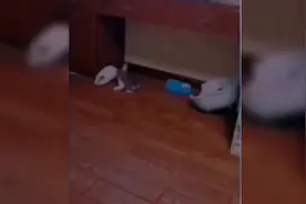 这种老婆你想不想要😁😁😁视频封面