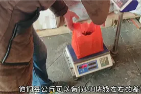 蝎子:中药名叫做全虫，原来它这么值钱，有没有觉得错过了一个亿视频封面
