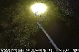 一黑一白的银环蛇，含有剧毒