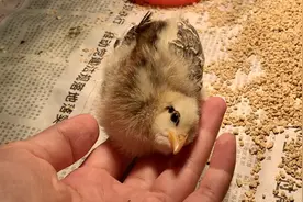 歪脖子小鸡把我当鸡妈妈啦，挨着我的手睡得很安心视频封面