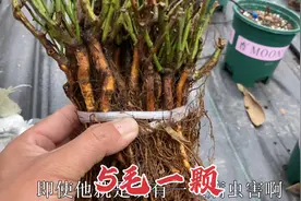15块钱买30颗蔷薇根，再有长势慢的月季品种，就根接视频封面