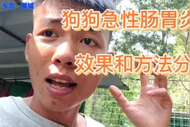 我的个人给狗狗用药“治急性肠胃炎”的方法。不代表任何人。视频封面