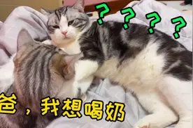 没眼看！猫妈不给吸奶，小奶猫只能趁猫爸睡觉，嘬他的奶头！视频封面