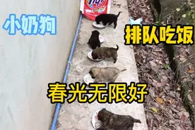 救助的小奶狗排队吃饭，大口吃，总算看到一丝希望！视频封面