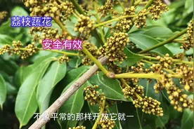 妃子笑开花前要先进行蔬花压花，按天气掌握用量，看效果挺不错的视频封面