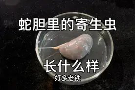 蛇胆里的寄生虫长什么样视频封面