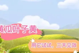 黄瓜叶子发黄，有黄斑点，用这个方法试一试，几天就见效视频封面