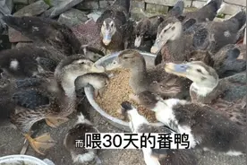 30天的鸭子长得真快差不多有四斤了，全程喂米糠长大60天能长10斤视频封面