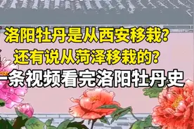 解答丨洛阳牡丹从西安移植的？还是从菏泽移植的？视频封面