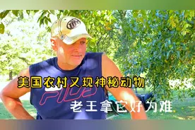 美国农村的野生动物太多啦，快来看看我们又遇上什么麻烦了视频封面
