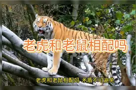 老虎和老鼠的矛盾不可避免的。视频封面