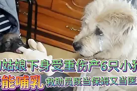 狗姑娘生6只小狗，下身受重伤，救助员既当保姆又当医生视频封面