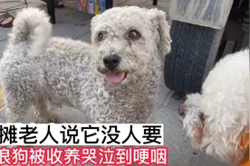 流浪狗被收养后哭的泣不成声，不料当天就收到了惊喜视频封面