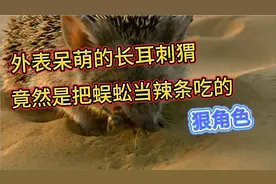 外表呆萌的长耳刺猬，竟然是把蜈蚣当“辣条”吃的狠角色视频封面