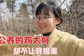 老公养鸡2年，把鸡养的太稀罕人了！可是我却捡不到鸡蛋，太气人视频封面