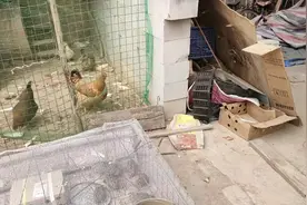 鸡屁股掏蛋哈哈哈！视频封面