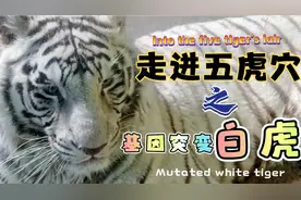 白虎，基因突变的孟加拉虎，十万分之一的概率视频封面
