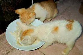2只小奶猫捡来19天了，特别能吃，每餐都吃的肚子圆滚滚的视频封面