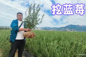 网友想种一批蓝莓，百亩蓝莓园里挖了100棵3年苗，一棵能结10斤果视频封面