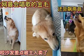 全网最会唱歌的金毛！还会飙高音！爱咬沙发差点被主人卖了！视频封面